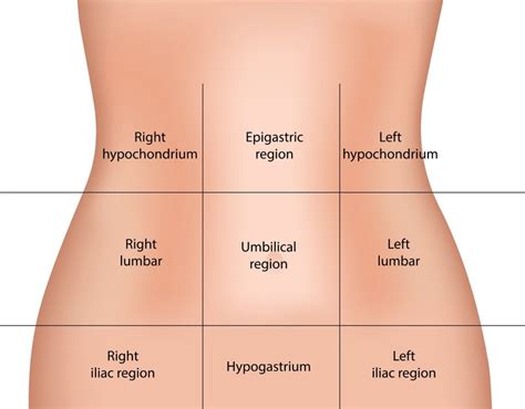 anatomía y topográfica del abdomen.